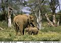 200 Eléphant d'Afrique